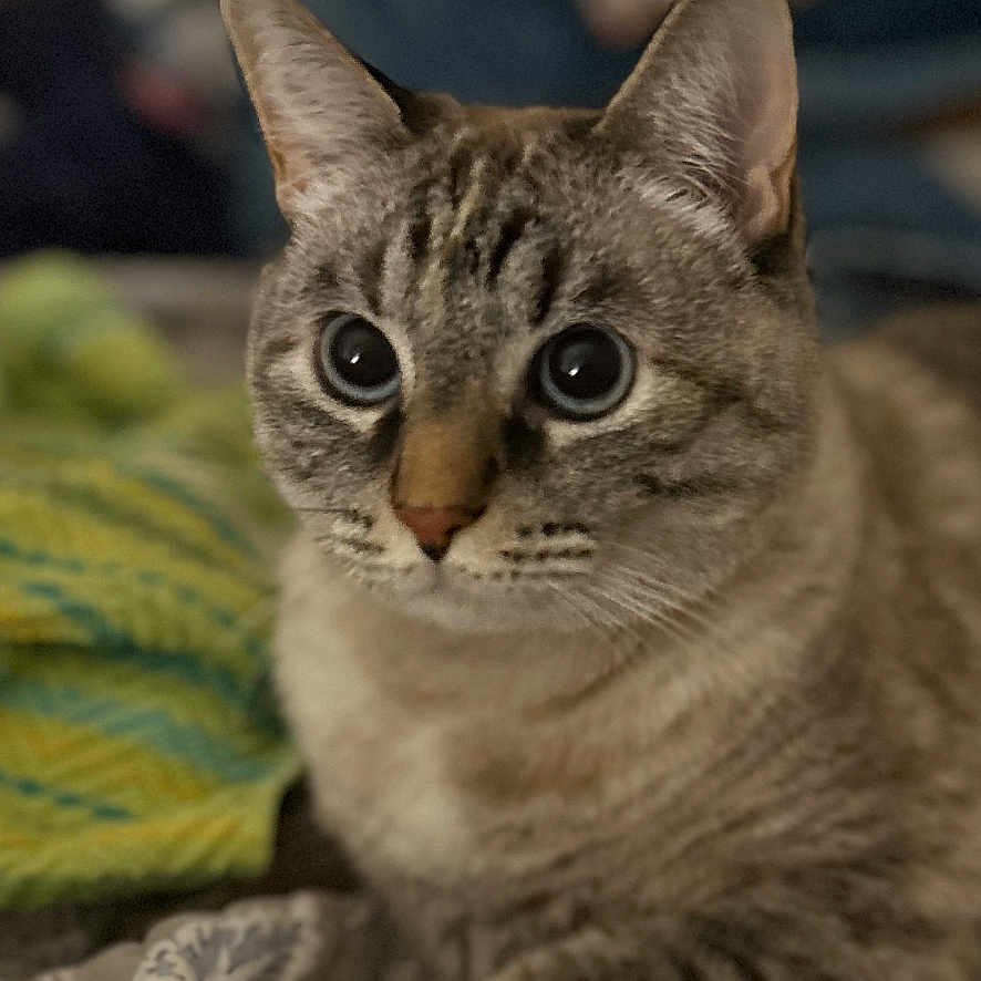 Duster Girl joined the competition — help win amazing prizes! animal, background_blur, blanket, cat, close_up, curious, cute, domestic_animal, ears, eyes, feline, focus, fur, indoor, pattern, pet, resting, soft_light, tabby, whiskers