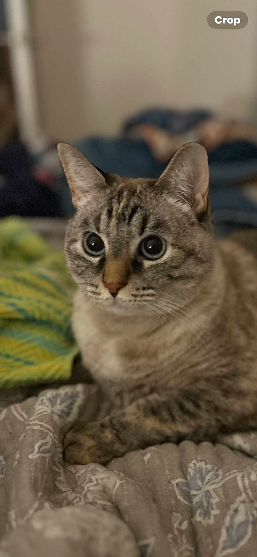 Duster Girl joined the competition — help win amazing prizes! animal, background_blur, blanket, cat, close_up, curious, cute, domestic_animal, ears, eyes, feline, focus, fur, indoor, pattern, pet, resting, soft_light, tabby, whiskers