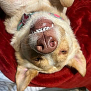 Peppa Pig joined the competition — help win amazing prizes! animal, blanket, canine, closeup, collar, cute, dog, face, fur, happy, indoors, lying_down, nose, pet, playful, red, relaxed, smile, teeth, tongue