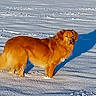 animal, canine, cold, daylight, dog, field, fur, golden_retriever, landscape, mammal, nature, outdoor, outdoors, pet, shadow, snow, standing, sunlight, walking, winter