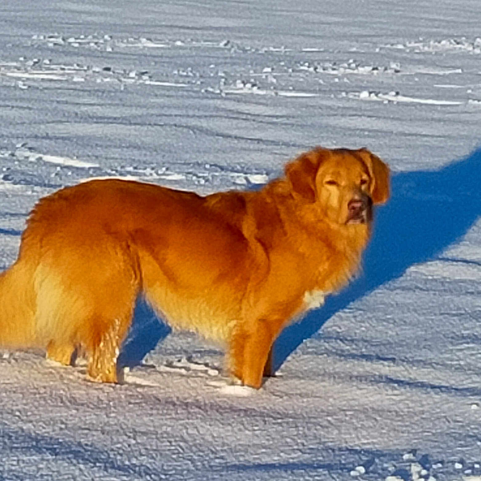 Orphéa a rejoint le concours — aidez-le/la à gagner de superbes lots ! animal, canine, cold, daylight, dog, field, fur, golden_retriever, landscape, mammal, nature, outdoor, outdoors, pet, shadow, snow, standing, sunlight, walking, winter
