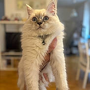 Willow participe au concours pour gagner de l'argent avec cette photo : abyssinian, angora, animal, architecture, building, cat, couch, furniture, hardwood, indoors, interiordesign, kitten, livingroom, manx, pet, plywood, room, shelf, siamese, wood