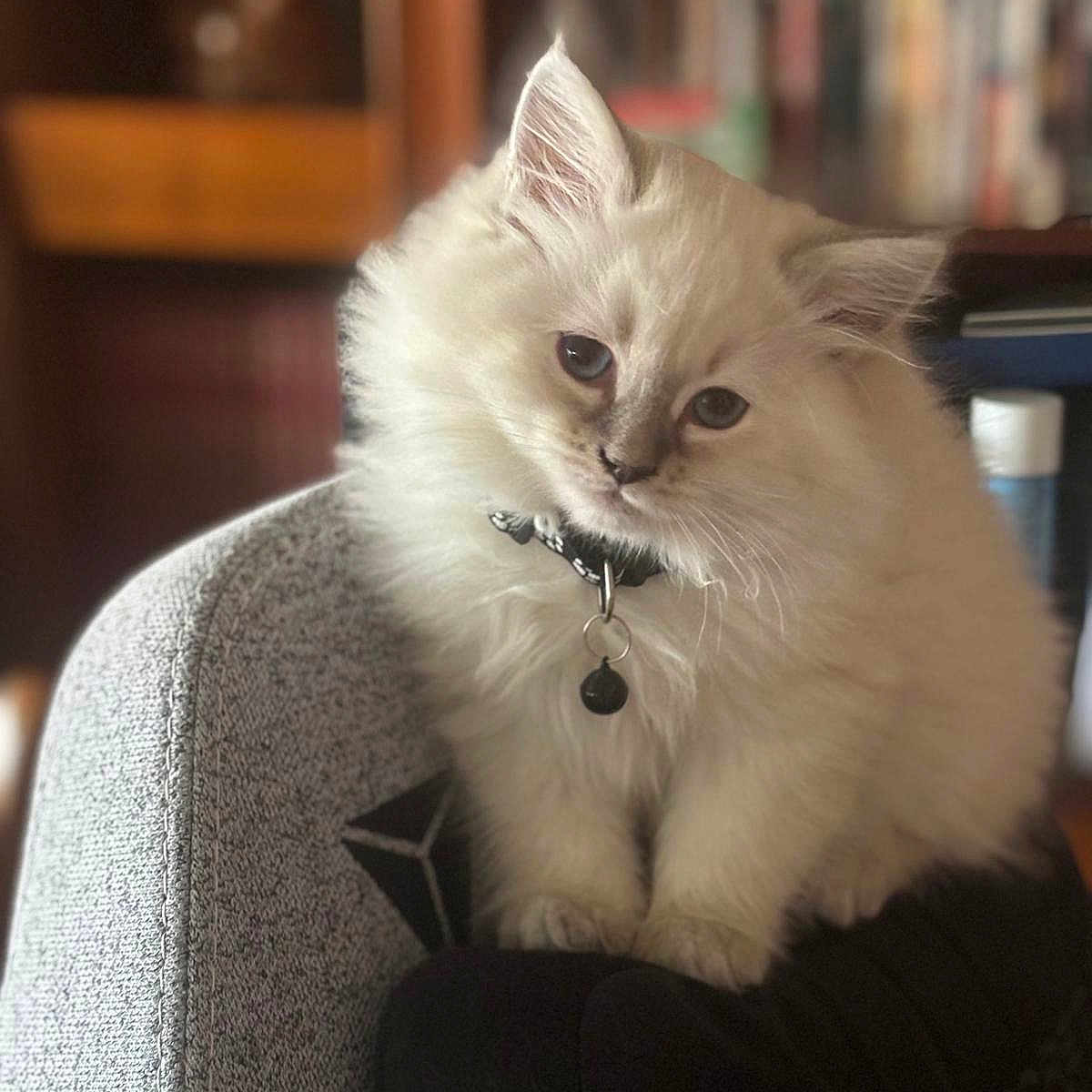Willow participe au concours pour gagner de l'argent avec cette photo : angora, animal, bookcase, cat, chair, couch, cushion, face, furniture, head, homedecor, indoors, kitten, manx, person, pet, photography, portrait, siamese, sitting
