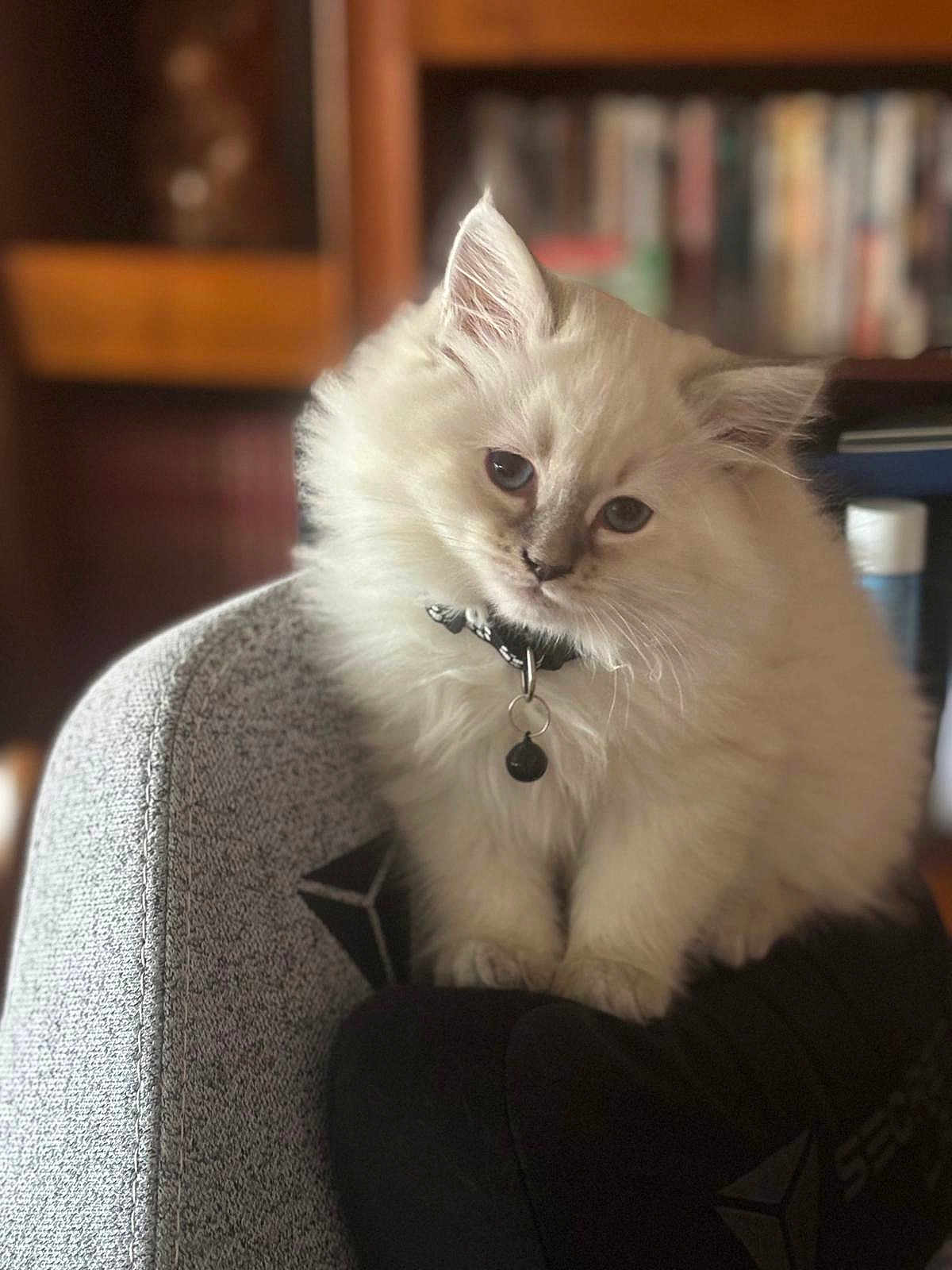 Willow participe au concours pour gagner de l'argent avec cette photo : angora, animal, bookcase, cat, chair, couch, cushion, face, furniture, head, homedecor, indoors, kitten, manx, person, pet, photography, portrait, siamese, sitting