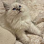 angora, animal, blanket, cat, homedecor, kitten, linen, manx, pet, quilt, siamese, white