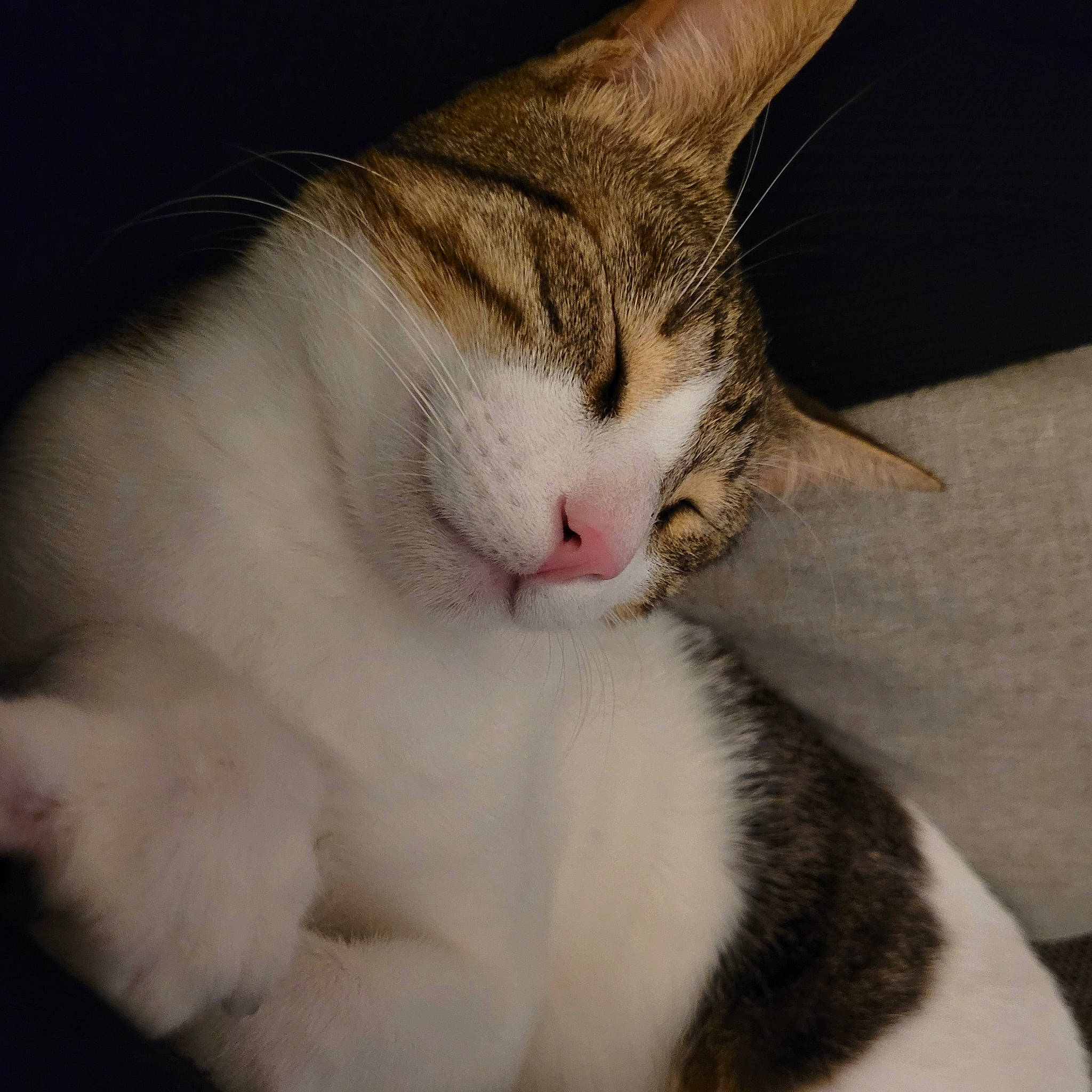 Finlay is registered to the contest to win money with this photo: carnivore, cat, claw, comfort, domestic_short_haired_cat, ear, eye, fawn, felidae, fur, head, leg, nap, paw, plant, small_to_medium_sized_cats, snout, tail, whiskers, window