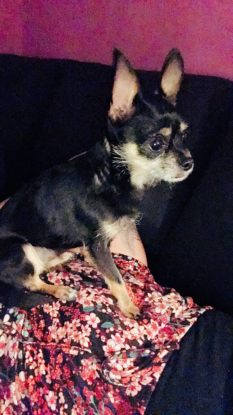 Laya a rejoint le concours — aidez-le/la à gagner de superbes lots ! canidae, carnivore, chihuahua, companion_dog, dog, dog_breed, english_toy_terrier, mammal, miniature_pinscher, prazsky_krysarik, puppy, rare_breed_dog, russkiy_toy, snout, teddy_roosevelt_terrier, toy_dog, vertebrate, whiskers