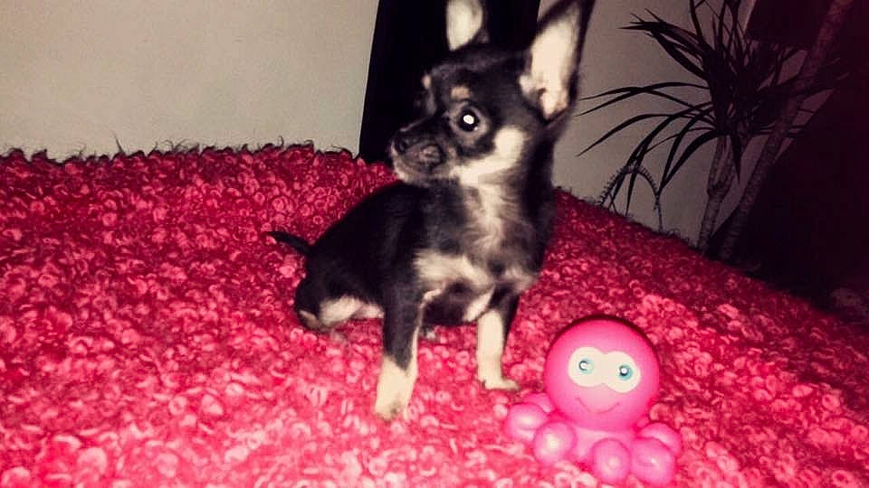 Laya participe au concours pour gagner de l'argent avec cette photo : canidae, carnivore, chihuahua, companion_dog, dog, dog_breed, english_toy_terrier, fawn, mammal, miniature_pinscher, puppy, russkiy_toy, toy_dog, vertebrate