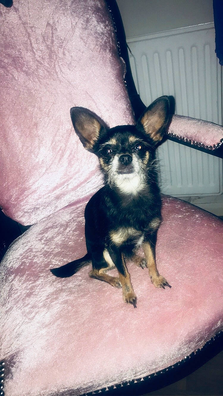 Laya participe au concours pour gagner de l'argent avec cette photo : canidae, carnivore, chihuahua, companion_dog, corgi_chihuahua, dog, dog_breed, ear, english_toy_terrier, mammal, miniature_pinscher, prazsky_krysarik, puppy, russkiy_toy, snout, toy_dog, toy_fox_terrier, vertebrate