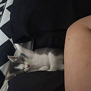 Grace is registered to the contest to win money with this photo: kitten, sleeping, black_cushion, bare_arm, blanket, pattern, geometric, cozy, indoor, pet, resting, fur, white, gray, cute, animal, small, nap, comfort, bed