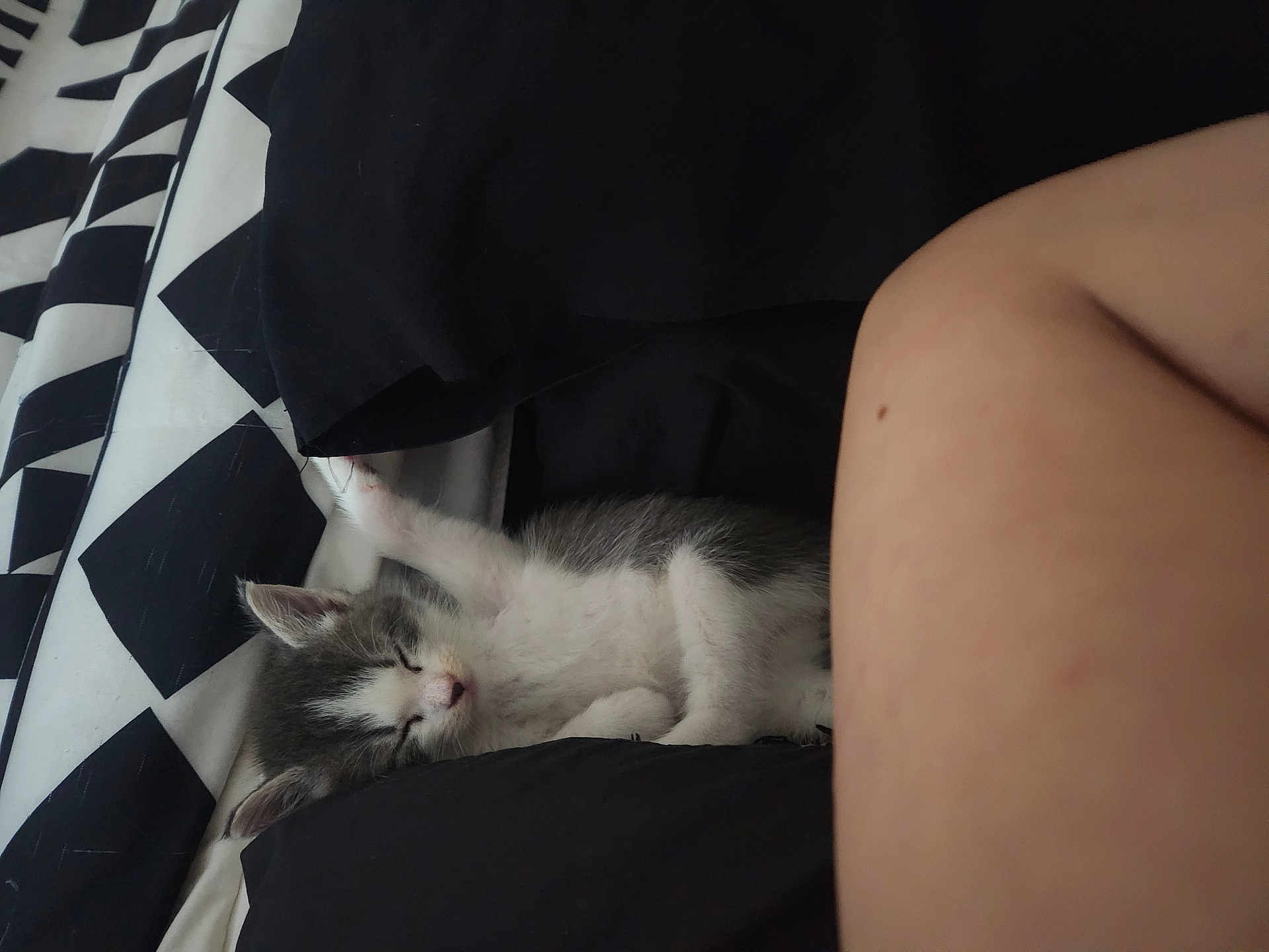 Grace is registered to the contest to win money with this photo: kitten, sleeping, black_cushion, bare_arm, blanket, pattern, geometric, cozy, indoor, pet, resting, fur, white, gray, cute, animal, small, nap, comfort, bed