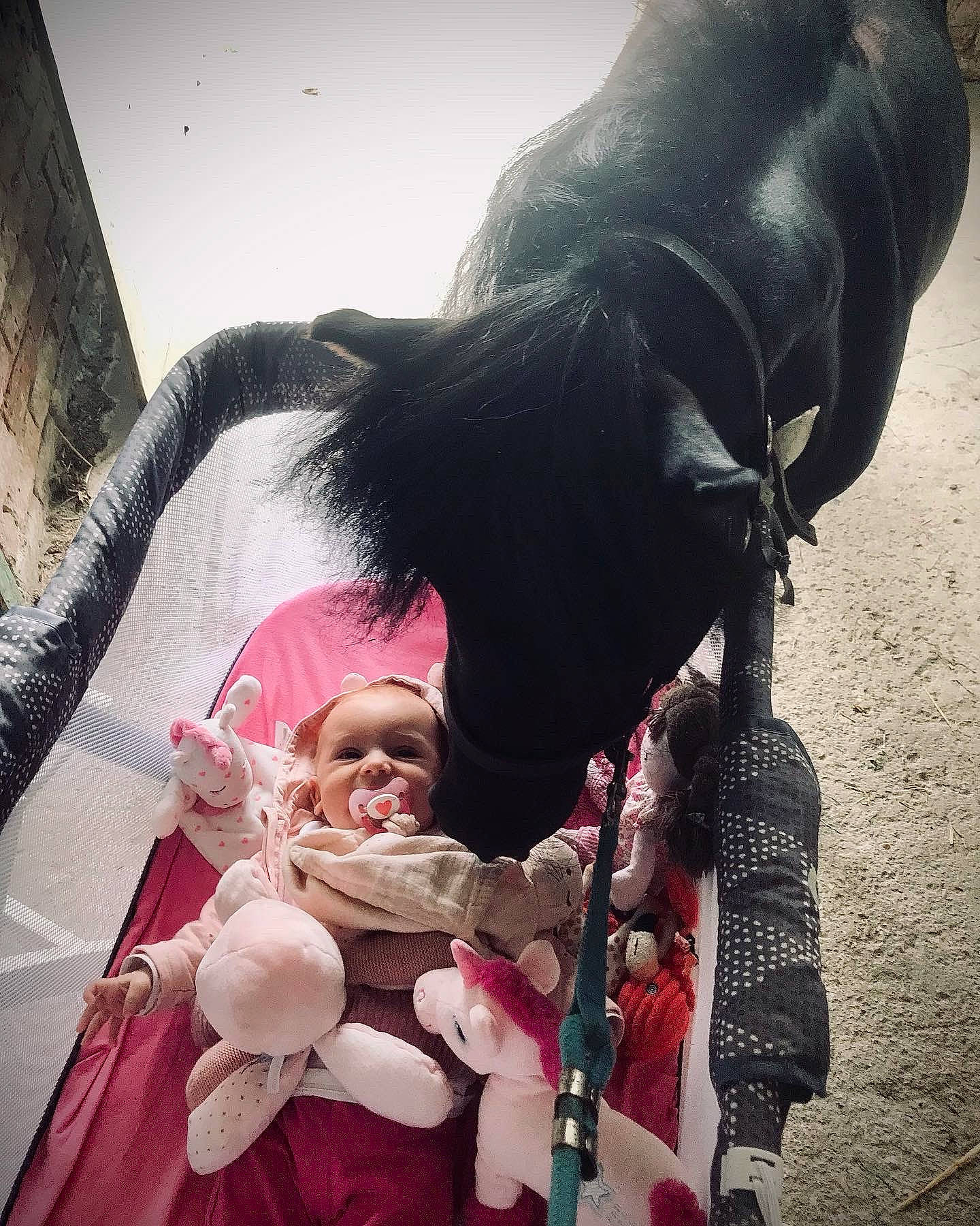 Romy a rejoint le concours — aidez-le/la à gagner de superbes lots ! baby_carriage, baby_products, beauty, boot, event, fashion_accessory, fun, fur, gesture, happy, human_leg, leisure, mammal, person, personal_protective_equipment, photograph, recreation, snapshot, toddler, tradition