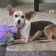 Coco joined the competition — help win amazing prizes! dog, toy, carpet, indoor, pet, small_dog, ears, fluffy_toy, purple_toy, brown_and_white_dog, collar, pet_toy, floor, relaxed, lying_down, pet_accessory, dog_treat, home, playful, cute