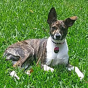 Mila joined the competition — help win amazing prizes! dog, brindle_coat, grass, outdoor, pet, collar, animal, canine, lying_down, ears, alert, sunny, nature, green, fur, mammal, tag, domestic_animal, resting, summer