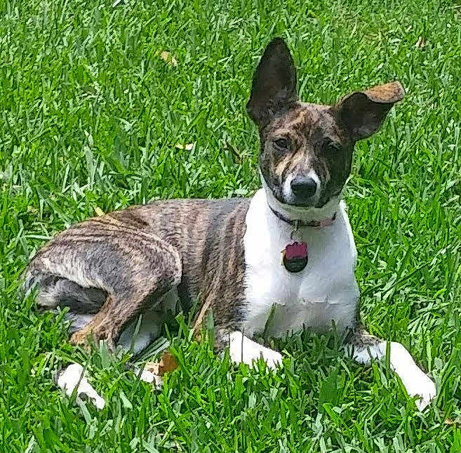 Mila joined the competition — help win amazing prizes! dog, brindle_coat, grass, outdoor, pet, collar, animal, canine, lying_down, ears, alert, sunny, nature, green, fur, mammal, tag, domestic_animal, resting, summer