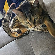 Milo is registered to the contest to win money with this photo: blurred, casual, cat, couch, cozy, focused, gray_furniture, home, hoodie, indoor, living_room, long_hair, person, pet, relaxed, sitting, sofa, tabby_cat, tablet, technology