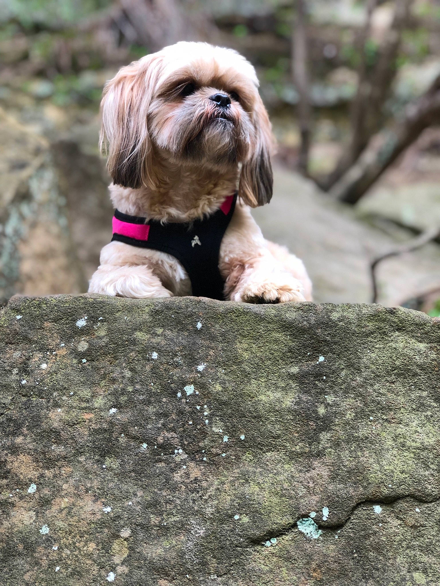 Fergie is registered to the contest to win money with this photo: canidae, carnivore, chinese_imperial_dog, companion_dog, dog, dog_breed, fawn, havanese, leash, lhasa_apso, liver, mammal, non_sporting_group, petit_basset_griffon_vendeen, puppy, rare_breed_dog, shih_tzu, snout, sporting_group, toy_dog