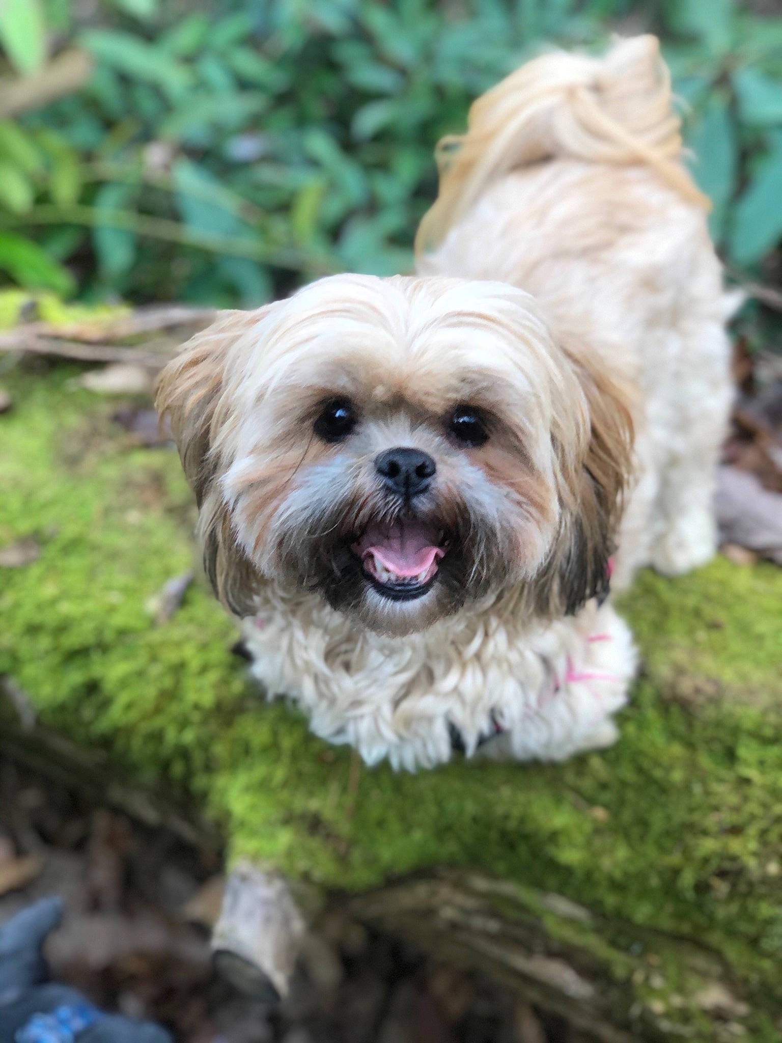 Fergie is registered to the contest to win money with this photo: canidae, carnivore, chinese_imperial_dog, companion_dog, dog, dog_breed, havanese, lhasa_apso, lowchen, maltepoo, mammal, morkie, pekapoo, poodle_crossbreed, puppy, rare_breed_dog, shih_tzu, terrier, tibetan_terrier, vertebrate