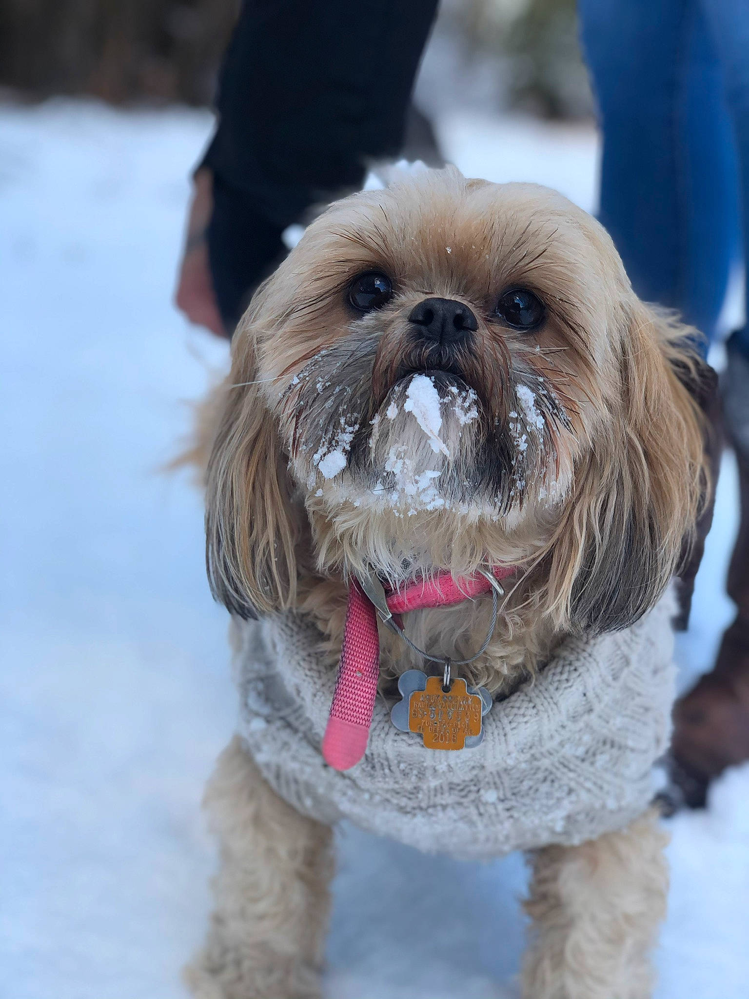 Fergie joined the competition — help win amazing prizes! canidae, carnivore, chinese_imperial_dog, companion_dog, dog, dog_breed, dog_clothes, fur, griffon_bruxellois, lhasa_apso, mammal, petit_basset_griffon_vendeen, puppy, rare_breed_dog, shih_tzu, snout, snow, sporting_group, toy_dog, vertebrate