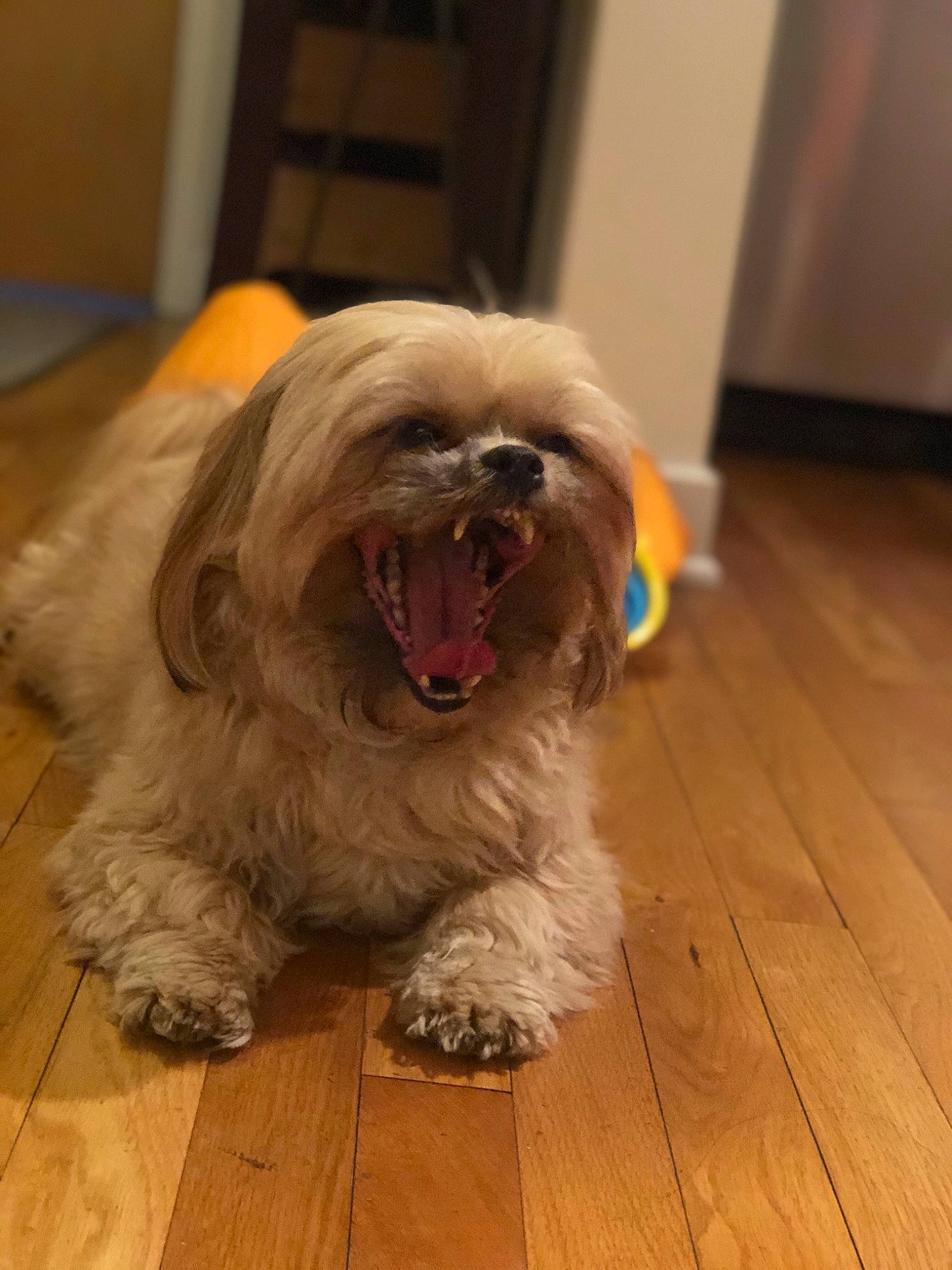 Fergie joined the competition — help win amazing prizes! canidae, carnivore, catalan_sheepdog, chinese_imperial_dog, companion_dog, dog, dog_breed, flooring, glen_of_imaal_terrier, havanese, irish_soft_coated_wheaten_terrier, lhasa_apso, lowchen, mammal, rare_breed_dog, shih_tzu, snout, sporting_group, tibetan_terrier, vertebrate