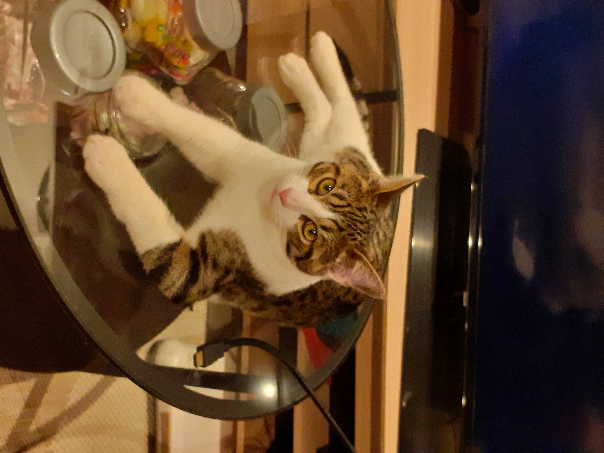 Roméo a rejoint le concours — aidez-le/la à gagner de superbes lots ! carnivore, cat, domestic_short_haired_cat, door, fawn, felidae, fur, mechanical_fan, metal, musical_instrument, plate, room, small_to_medium_sized_cats, spoke, tableware, tail, tire, wheel, whiskers, wood