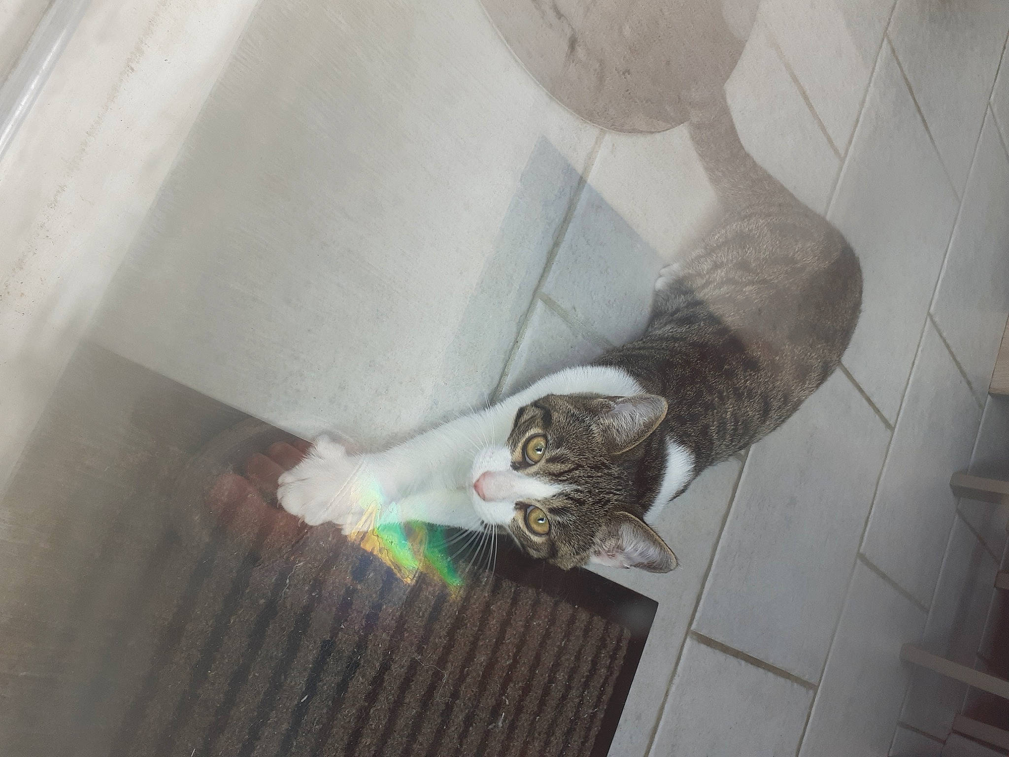 Roméo a rejoint le concours — aidez-le/la à gagner de superbes lots ! carnivore, cat, ceiling, comfort, domestic_short_haired_cat, felidae, floor, flooring, fur, grey, hardwood, head, paw, room, small_to_medium_sized_cats, snout, tail, vertebrate, whiskers, wood