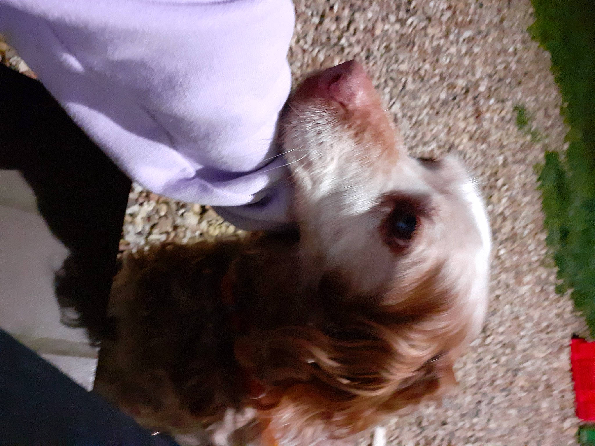 Cassis a rejoint le concours — aidez-le/la à gagner de superbes lots ! canidae, carnivore, companion_dog, dog, dog_breed, dog_supply, ear, fawn, fur, liver, non_sporting_group, paw, puppy, sporting_group, tail, terrier, toy_dog, whiskers, wood, working_animal