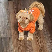Baby is registered to the contest to win money with this photo: affenpinscher, animal, bulldog, canine, couch, crawling, dog, face, furniture, hardwood, indoors, interiordesign, person, pet, photography, poodle, puppy, terrier, wood, woodpanels