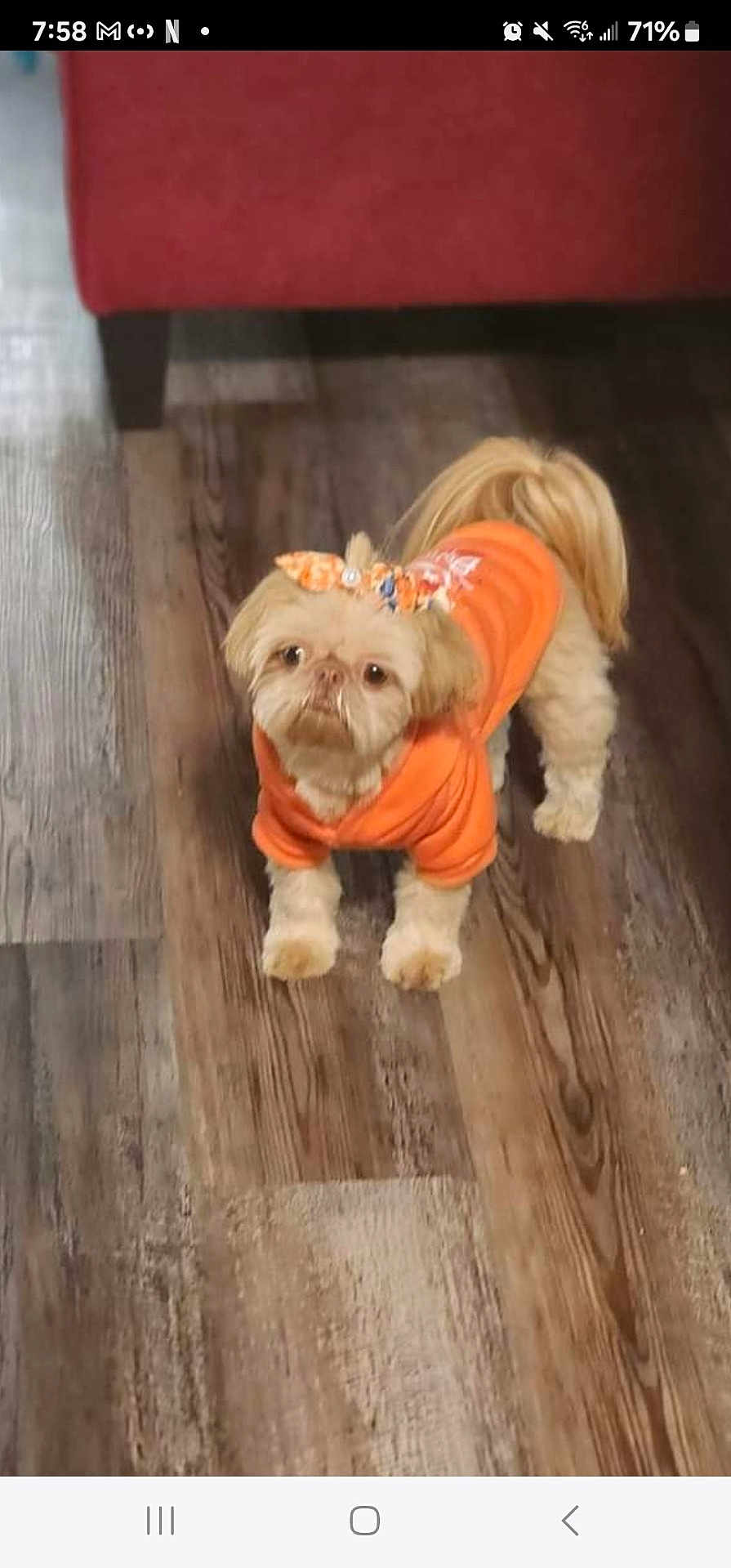 Baby is registered to the contest to win money with this photo: affenpinscher, animal, bulldog, canine, couch, crawling, dog, face, furniture, hardwood, indoors, interiordesign, person, pet, photography, poodle, puppy, terrier, wood, woodpanels