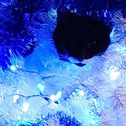 Sylvester is registered to the contest to win money with this photo: cat, black_cat, kitten, christmas_tree, tinsel, ornaments, lights, fairy_lights, holiday, festive, blue_lighting, sleeping, curled_up, furry, pet, indoor, decoration, cozy, nighttime, photography