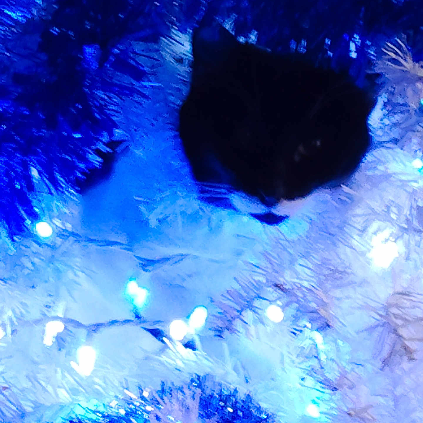 Sylvester is registered to the contest to win money with this photo: cat, black_cat, kitten, christmas_tree, tinsel, ornaments, lights, fairy_lights, holiday, festive, blue_lighting, sleeping, curled_up, furry, pet, indoor, decoration, cozy, nighttime, photography