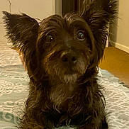 Nike joined the competition — help win amazing prizes! animal, bed, blanket, canine, carpet, comfort, curious, dog, ears, expression, fur, home, indoors, looking, muzzle, paws, pet, resting, room, whiskers