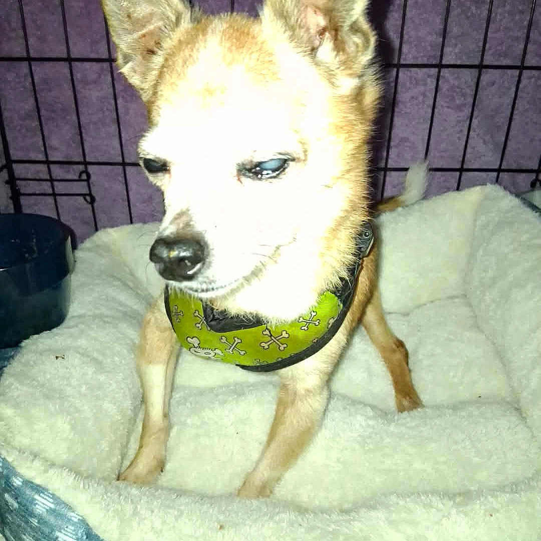 Harley is registered to the contest to win money with this photo: dog, small_dog, puppy, pointy_ears, tan_fur, white_fur, bandana, collar, bone_pattern, pet_bed, blanket, indoor, cage, wire_grid, flash_photography, sitting, front_view, animal_portrait, cute, home