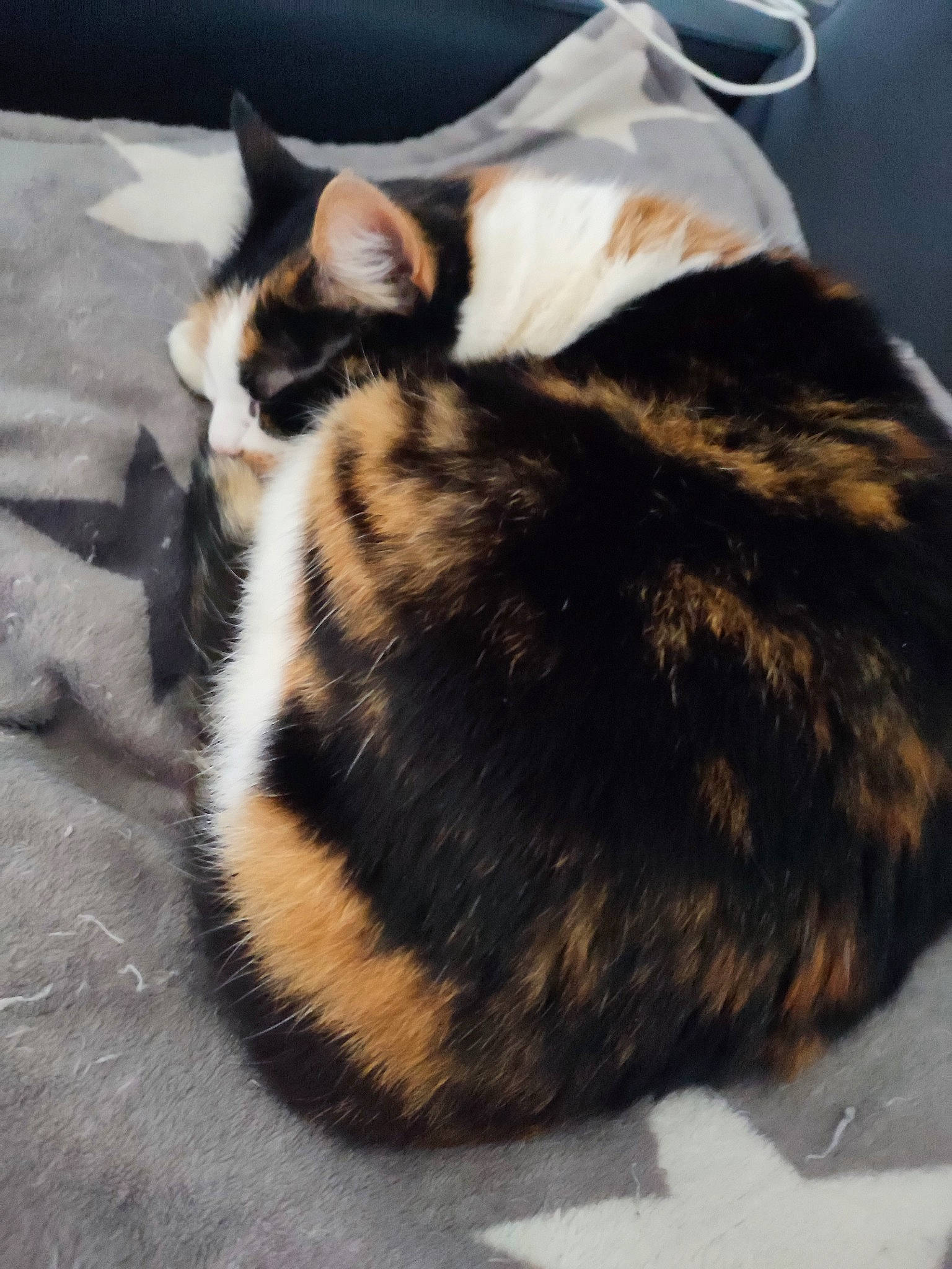 Maou participe au concours pour gagner de l'argent avec cette photo : carnivore, cat, claw, comfort, domestic_short_haired_cat, felidae, fur, grass, nap, paw, sleep, small_to_medium_sized_cats, snout, tail, terrestrial_animal, whiskers