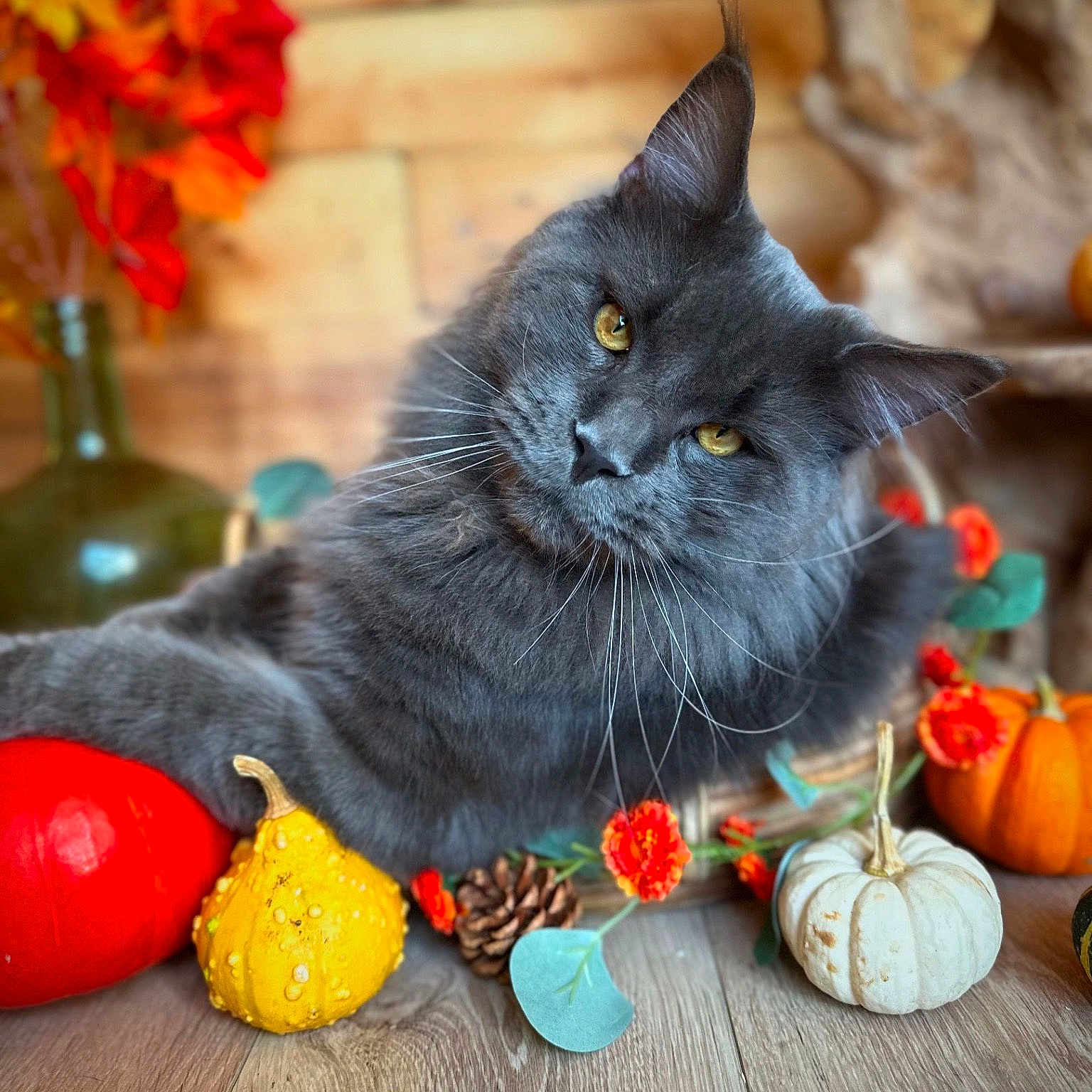 Ultron a rejoint le concours — aidez-le/la à gagner de superbes lots ! animal, blackcat, cat, citrusfruit, food, fruit, indoors, interiordesign, kitten, leaf, manx, orange, pet, plant, pottedplant, produce, pumpkin, squash, vegetable, wood