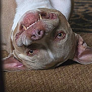 Odin is registered to the contest to win money with this photo: animal, brown, canine, carpet, cute, dog, ears, funny, fur, indoor, lying_down, nose, paws, pet, playful, relaxed, smiling, teeth, upside_down, white