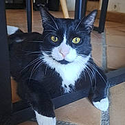 Zouk participe au concours pour gagner de l'argent avec cette photo : animal, black_and_white, cat, chair_legs, close_up, curious, cute, domestic, feline, floor_tiles, fur, indoor, mammal, paws, pet, portrait, relaxed, resting, whiskers, yellow_eyes