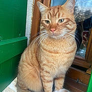 Georges a rejoint le concours — aidez-le/la à gagner de superbes lots ! cat, ginger_cat, tabby, pet, animal, whiskers, fur, tail, window, wood, shutter, green, outdoor, ledgestone, sitting, portrait, feline, domestic_cat, calm, cute