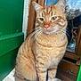cat, ginger_cat, tabby, pet, animal, whiskers, fur, tail, window, wood, shutter, green, outdoor, ledgestone, sitting, portrait, feline, domestic_cat, calm, cute