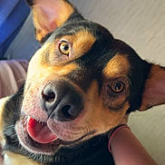 Bear joined the competition — help win amazing prizes! dog, pet, close_up, tongue_out, wet_nose, ear, eyes, happy, smile, muzzle, whiskers, fur, indoor, bed, blanket, human_arm, wristband, portrait, relaxed, companion