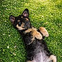 adorable, animal, black, cute, dog, ears, flowers, fur, grass, lying_down, nature, outdoor, paws, pet, playful, puppy, relaxed, summer, tan, young