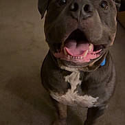 Ru Jones is registered to the contest to win money with this photo: animal, brown, canine, carpet, collar, companion, cute, dog, domestic, ears, friendly, front_paws, happy, indoor, looking_up, mammal, pet, smiling, tongue_out, white_markings