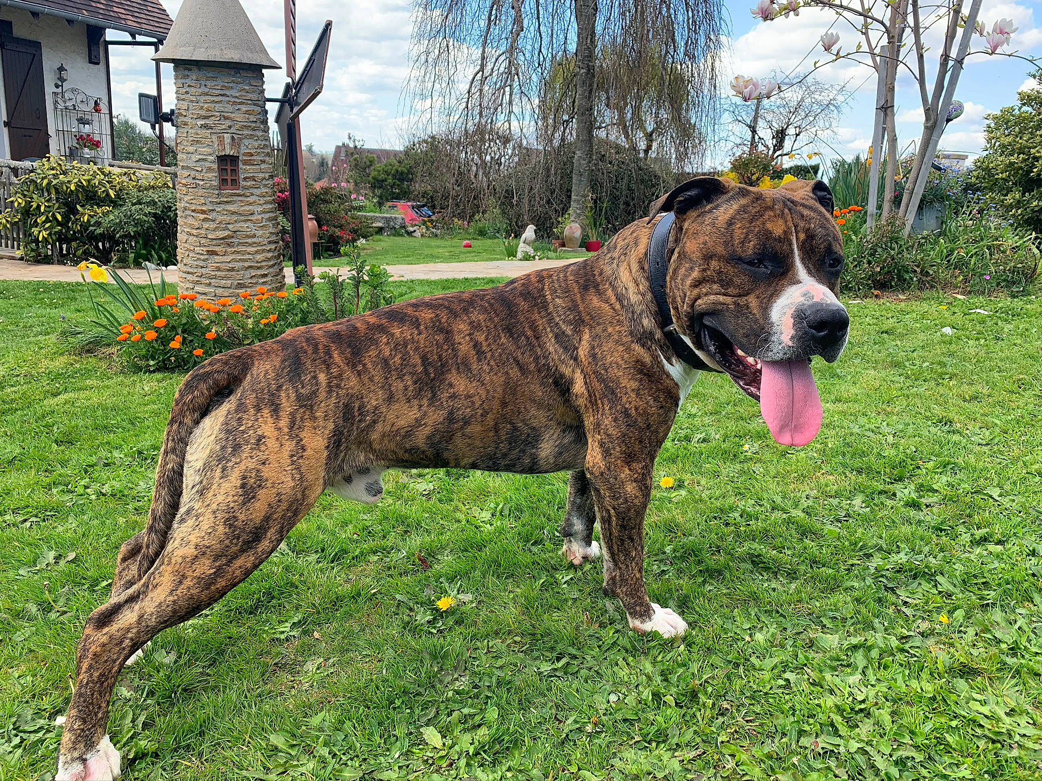 Obi-wan a rejoint le concours — aidez-le/la à gagner de superbes lots ! carnivore, cloud, collar, companion_dog, dog, dog_breed, dog_collar, fawn, giant_dog_breed, grass, liver, plant, sky, snout, sporting_group, tail, terrestrial_animal, tree, window, working_animal