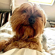 Noukie participe au concours pour gagner de l'argent avec cette photo : affenpinscher, animal, bed, bedroom, canine, couch, dog, furniture, indoors, interiordesign, person, pet, poodle, puppy, room, sleeping, terrier, whitedog