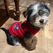 Gizmo a rejoint le concours — aidez-le/la à gagner de superbes lots ! black_and_white_fur, chair_leg, cozy, cute, dog, domestic, fur, indoor, lighting, nose, outfit, paw, pet, portrait, puppy, red_sweater, sitting, small_dog, whiskers, wooden_floor