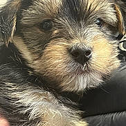 Gizmo a rejoint le concours — aidez-le/la à gagner de superbes lots ! puppy, dog, close_up, fluffy, cute, pet, animal, fur, face, nose, whiskers, black, brown, tan, soft, young, domestic, companion, adorable, portrait