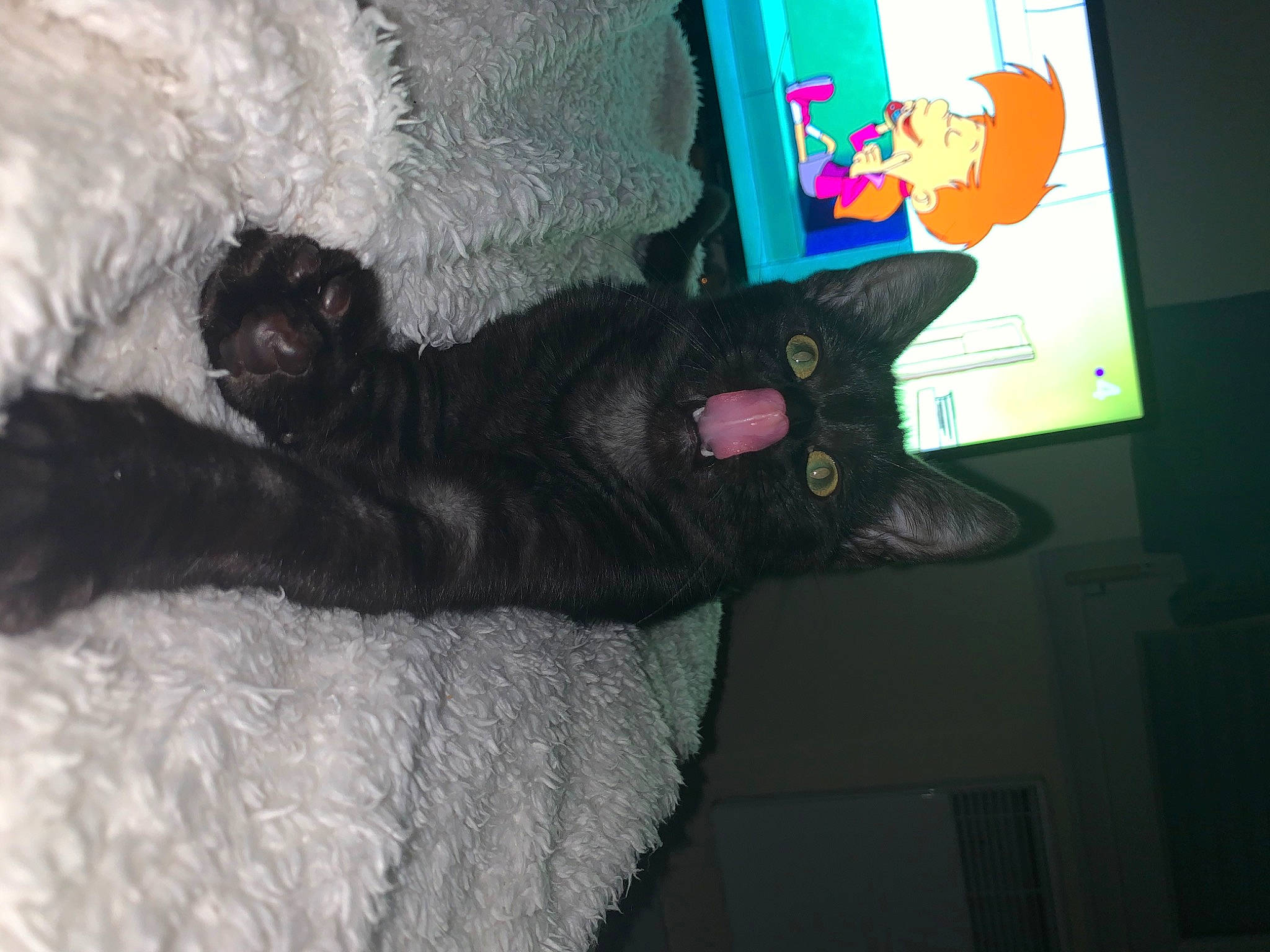 Bouh a rejoint le concours — aidez-le/la à gagner de superbes lots ! black_cat, bombay, carnivore, cat, domestic_short_haired_cat, ear, felidae, fur, polydactyl_cat, small_to_medium_sized_cats, tail, whiskers