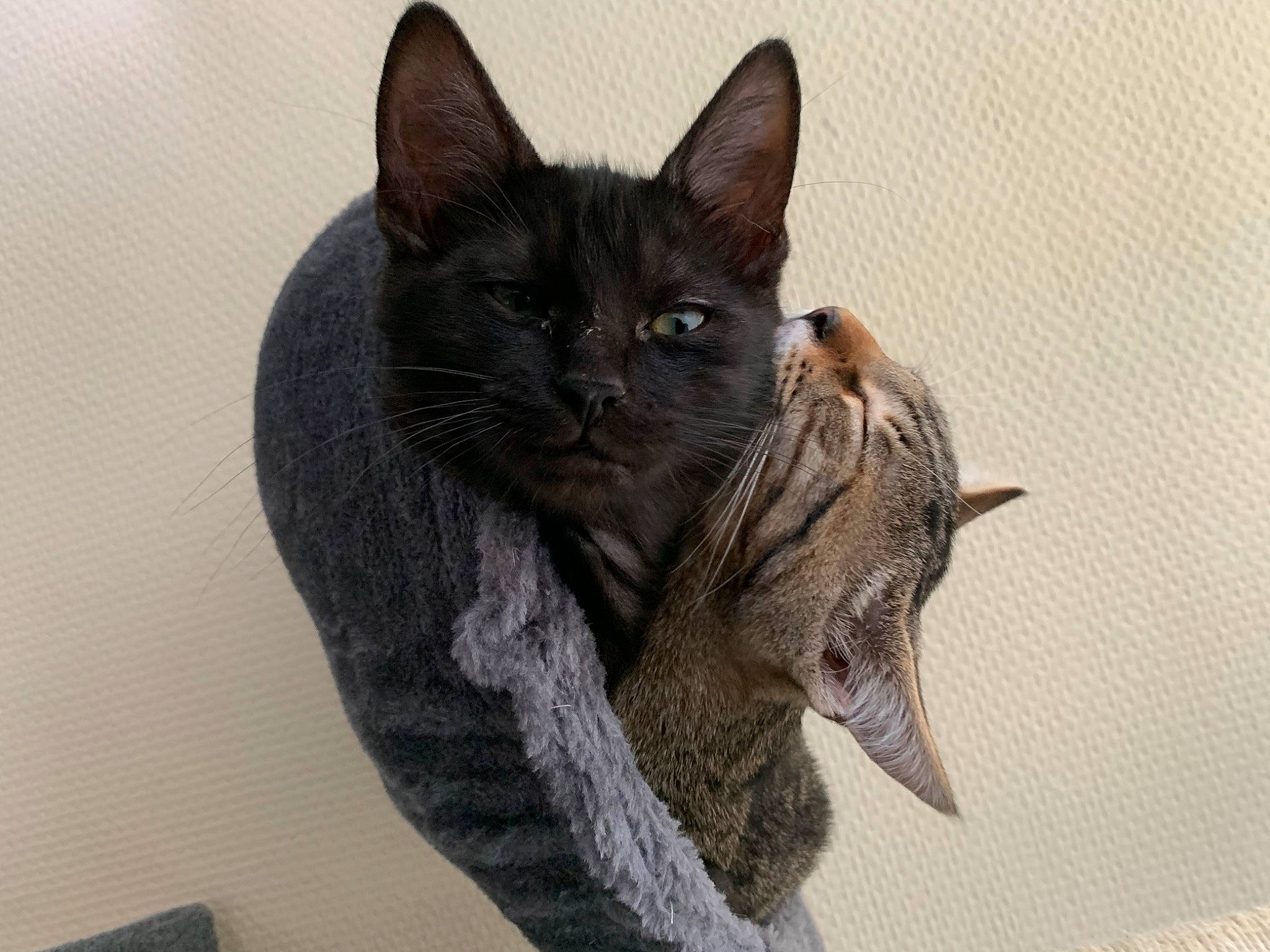 Bouh a rejoint le concours — aidez-le/la à gagner de superbes lots ! asian, california_spangled, carnivore, cat, domestic_short_haired_cat, dragon_li, egyptian_mau, european_shorthair, felidae, fur, german_rex, kitten, mammal, ocicat, oriental_shorthair, small_to_medium_sized_cats, tabby_cat, whiskers