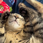 Tails is registered to the contest to win money with this photo: animal, belly, blanket, blue_background, cat, close_up, cute, floral, fur, indoor, kitten, paws, pet, portrait, relaxed, sleeping, sunlight, tabby, toe_beans, upside_down