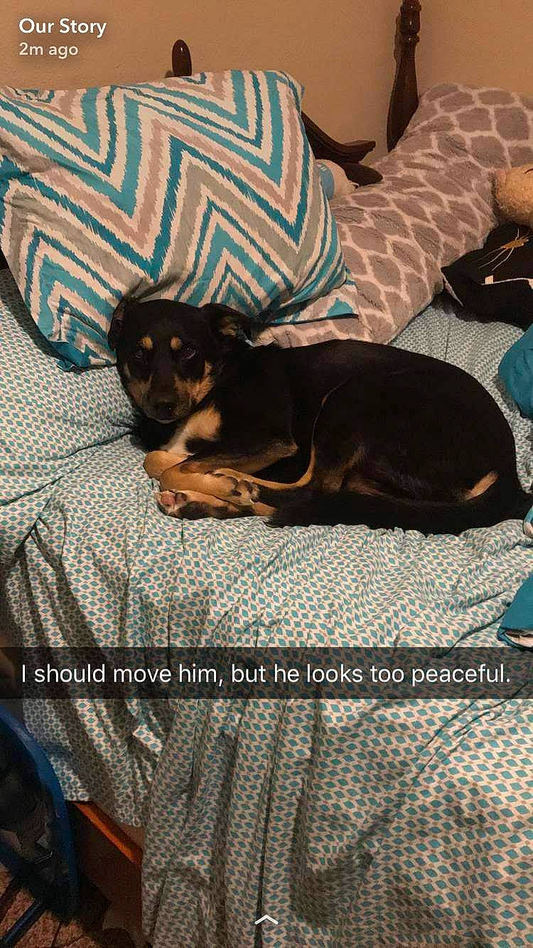 Titan is registered to the contest to win money with this photo: bed, bedding, blanket, canidae, carnivore, comfort, companion_dog, couch, dog, dog_breed, dog_supply, linens, pattern, room, sporting_group, toy_dog, working_animal